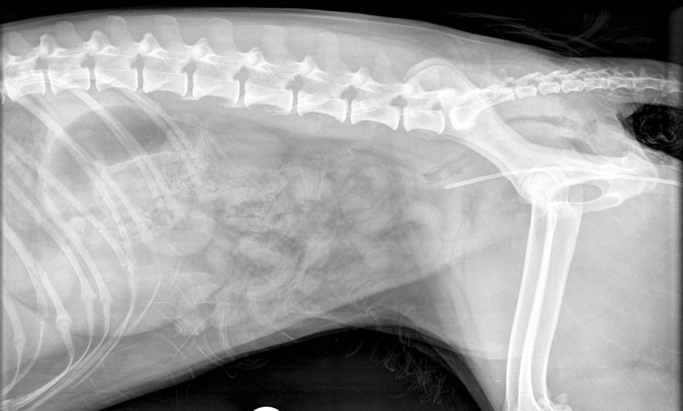 Urinary contrast study techniques