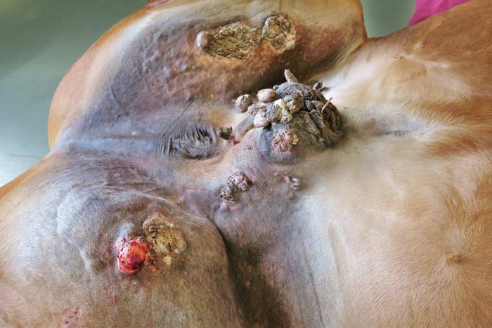 Figure 6. Malevolent sarcoid on the ventral abdomen/inguinal regions – multiple melanoma masses, including fibroblastic, verrucose and nodular forms, with significant ill‑defined SC spread.